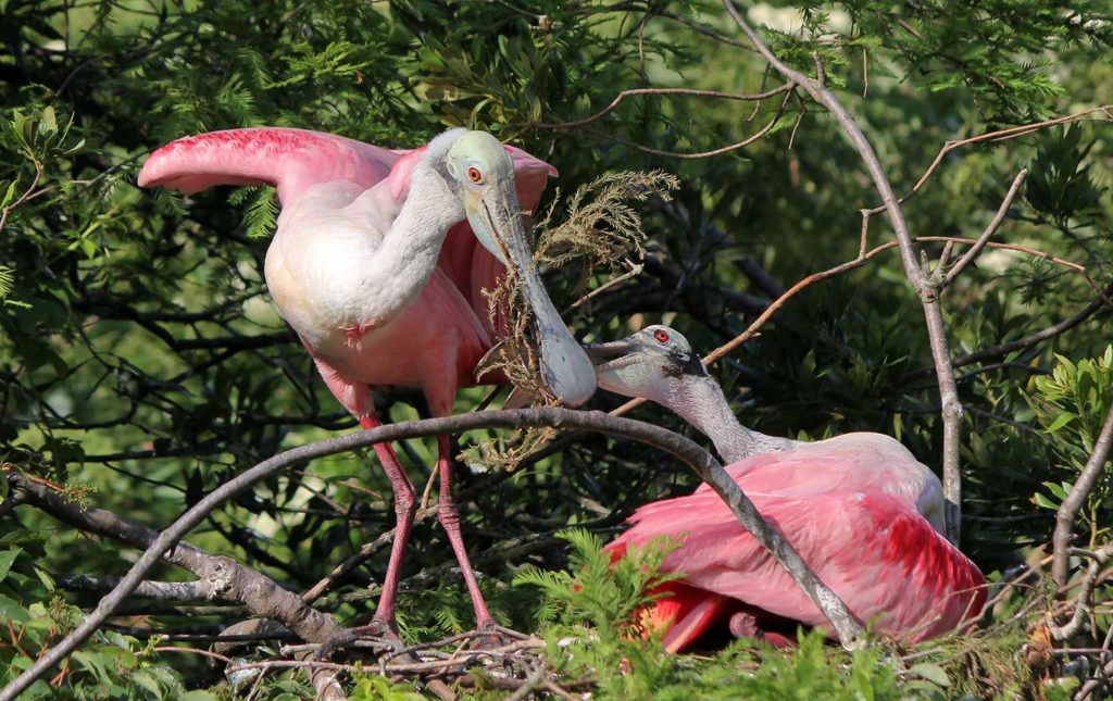 Julington Creek Plantation FL Real Estate & New Homes for Sale