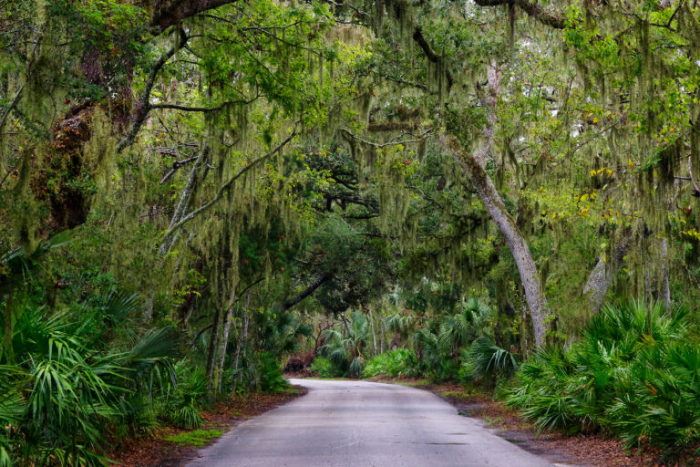 Road,Among,Spanish,Moss,Hangs,In,Shadows,Of,Wide,Branches Top Weekend Trips from St. Augustine