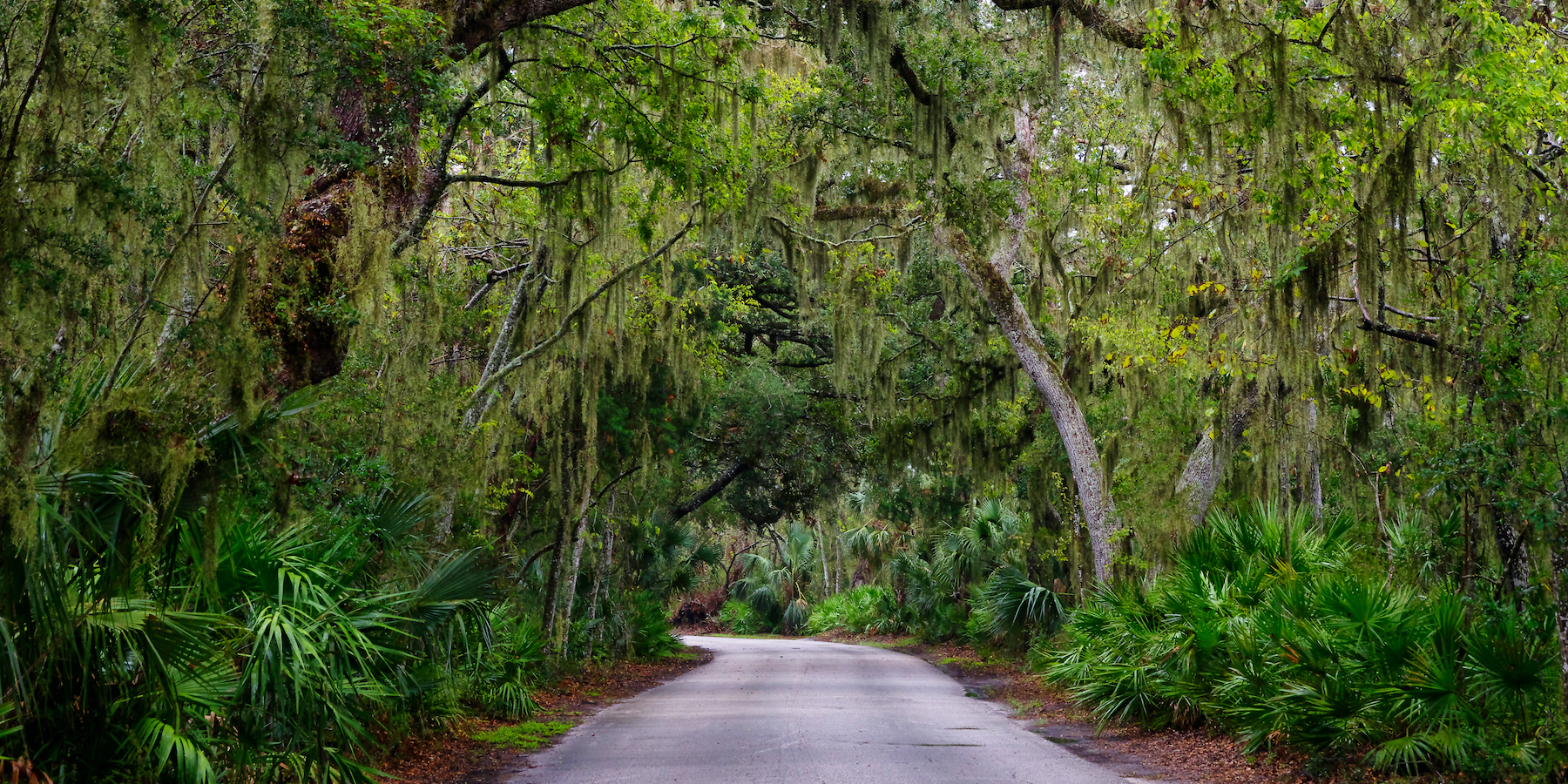 Road,Among,Spanish,Moss,Hangs,In,Shadows,Of,Wide,Branches Top Weekend Trips from St. Augustine