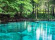 Top 10 Springs to Visit While Living in St. Augustine, Florida